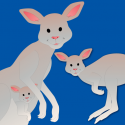 Coucou, petits kangourous !